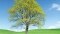 The image shows a tree.