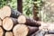  Das Bild zeigt lange Baumstämme im Wald. (Bild: © Krasula / Shutterstock.com)